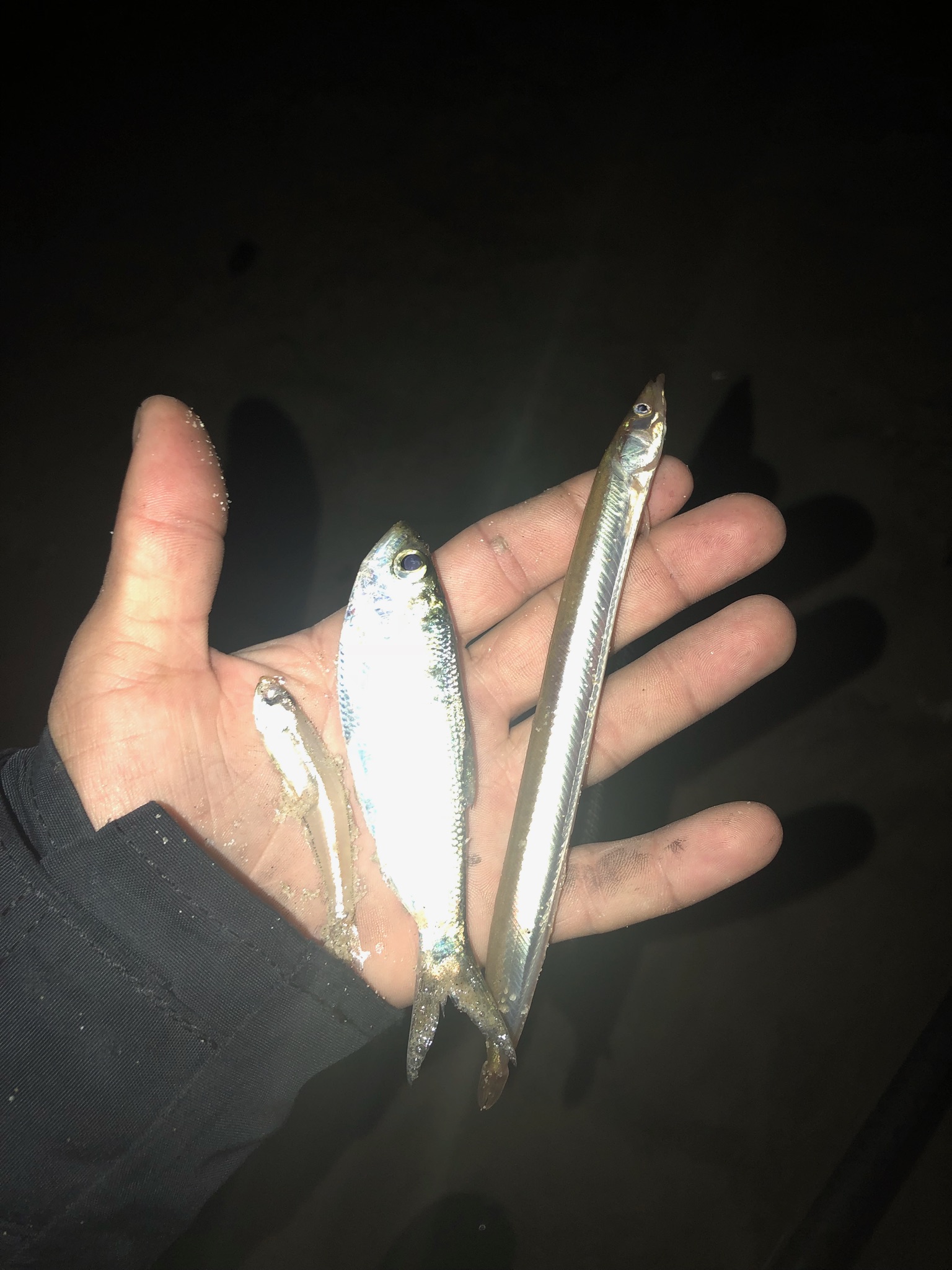 Sand eel bite changes rules of the game Surfcaster's Journal